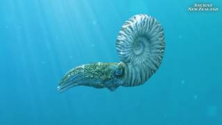 Mosasaur and Ammonite animation clips Ancient New Zealand [upl. by Roper]