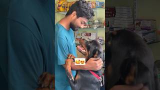 Maxi rottweiler recovered from Parvo rottweiler pets parvovirus love [upl. by Aiksas]