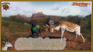 PRIMEIRO RARO 2024  CHITAL MALHADO MACHO [upl. by Carola]