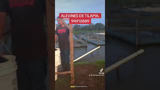 Alevines de Tilapia [upl. by Anailuy]