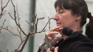 Ingela Wanerstrand teaches how to prune fruit trees at Plantamnesty Pruneathon February 2017 [upl. by Vedette244]