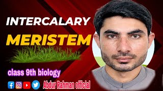 intercalary meristem in urduhindi by abdur Rahman officialclass 9th biology [upl. by Cohleen]