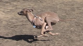 Italian Greyhound running in slow motion  Taz [upl. by Light39]