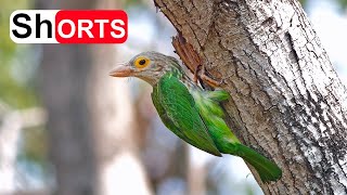 Mother Feed Baby Asian Barbet In Hollow Tree – Bird Nest In Tree Cavity Lineated Barbet Sound 3 [upl. by Ihcehcu]