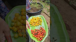 Tomatoes harvesting చెర్రీ టమాటాలు tomato mygarden harvesting shortvideo ytshorts gardening [upl. by Cavan609]