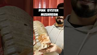 Pink oyster mushroom ghar par lagana sikho 1 min me oystermushroom healthyfood healthyliving [upl. by Moser]