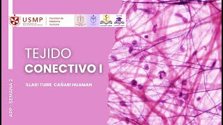 HISTOLOGÍA  SESIÓN 2  TEJIDO CONECTIVO  ILLARI CAÑARI  2024 II [upl. by Attevroc810]