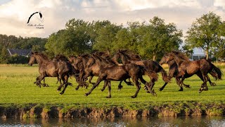 That sound of 10 galloping Friesian horses [upl. by Zsamot111]