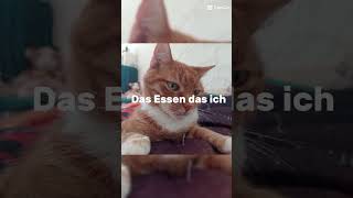 Schick das Video einem Katzen Menschen 💗 [upl. by Ahsiak348]