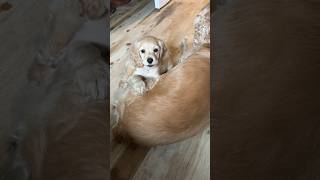 Cocker spaniel puppy barking 🐶🥰 cute dog doglife pets shorts viral [upl. by Sillihp]