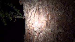 How to find spiders at night flashlight trick [upl. by Rosanne657]