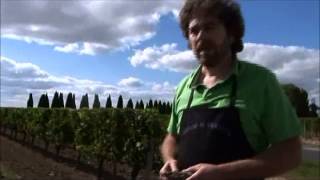 Best Wines Online Harvest at La Violette Pomerol 2009 [upl. by Theodosia370]