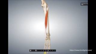 M extensor carpi ulnaris [upl. by Adiell]