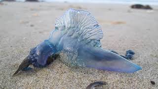 Bluebottle Jellyfish on North Auckland beach NZ [upl. by Tatiana]