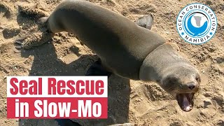 Crazy Seal Rescue Slow Motion Sound On [upl. by Notgnillew]