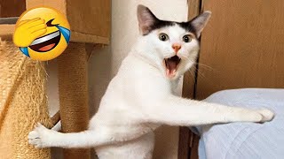 New Funny Animals 😂 Funniest Cats and Dogs 2024 😹🐶 Part 16 [upl. by Rotkiv]