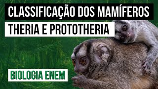 CLASSIFICAÇÃO DOS MAMÍFEROS Theria e Prototheria  Biologia para o Enem  Cláudia de Souza Aguiar [upl. by Pomfret]