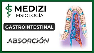 Clase 54 Fisiología Gastrointestinal  Absorción en el tubo digestivo IGdoctorpaiva [upl. by Iliram875]