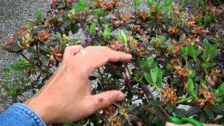 Rhododendron Ramapo Bonsai Preparation Part I Pruningmp4 [upl. by Idolah13]