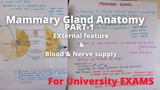 Mammary gland anatomy external feature  Breast anatomy external feature  Mammary gland 3d anatomy [upl. by Perpetua611]