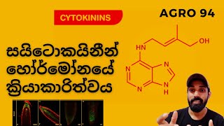 11සයිටොකයිනීන් හෝර්මෝන Cytokinin Hormone [upl. by Macrae]