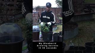 My blueberry growing secrets in 30 seconds garden gardening blueberry [upl. by Ludly]