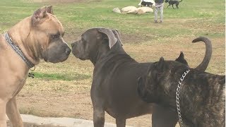 Cane Corso Park [upl. by Atirahc]