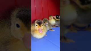 Wow Cute Colored Ducklings 🦆😂 Duck Baby short shortvideo duck [upl. by Eiddal]