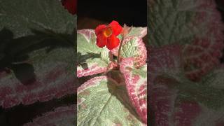 Episcia Cleopatra [upl. by Hairakcaz759]