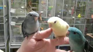 Lineolated Parakeets Talking [upl. by Stoller]