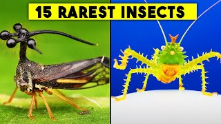 15 RAREST Insects You Might Never See In Your Life [upl. by Darwin]