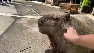 【LIVE】カピバラスイカタイム🍉capybara eat watermelon [upl. by Kotta524]