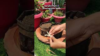 How to grow aprajita plantblue pea from seedsshortsplants gardening houseplants [upl. by Leahcimluap]