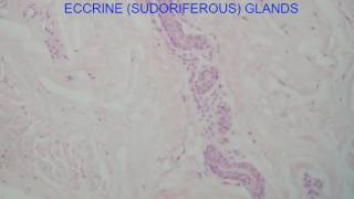 ECCRINE SUDORIFEROUS GLANDS [upl. by Kendyl]