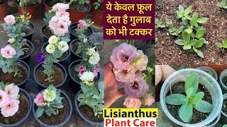 ये फ़ूल देते है गुलाब को टक्कर  Lisianthus Plant From Seeds  SummerWinter Flowering Plants [upl. by Kassab]