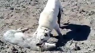 Kangal Completely Destroys A Wolf In An Epic Battle [upl. by Gianina]