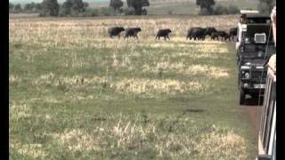 Ngorongoro The baby is crying [upl. by Bass971]