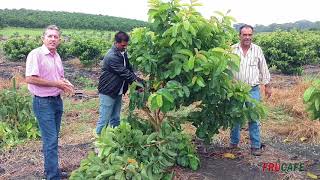 Como Fazer a Primeira Poda de Produção em Goiaba Cortibel [upl. by Eaneg602]