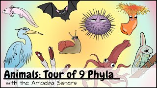 Animals Tour of 9 Phyla [upl. by Ettennahs]