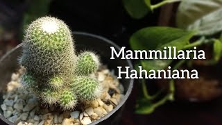 Mammillaria Hahaniana  How To Care For Mammillaria Hahaniana Cactus  Old Lady Cactus cactus [upl. by Sakovich622]