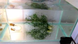 2 MONTH OLD GUPPY FRY TANK  Water Change Process PART 44 [upl. by Horne]