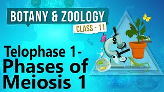 Telophase 1  Phases of Meiosis 1  Cell Division  Biology Class 11 [upl. by Saloma230]