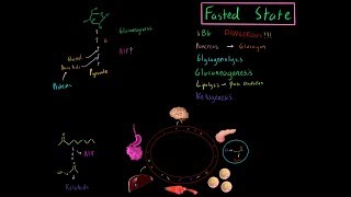 Fasted State Metabolism MCAT Gluconeogensis Beta Oxidation Lipolysis Ketogensis Glycogenolysis [upl. by Matuag]