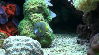 Acanthurus japonicusmpeg [upl. by Matty]