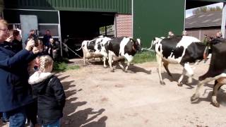 Koeiendans 2017 Heenvliet Cow Dance [upl. by Eamanna]