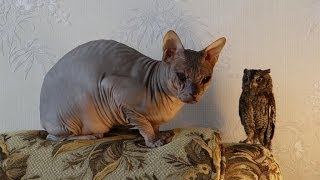 Сфинкс ТиМУР и совка сплюшка КУЗЯ Sphynx cat and Scops Owl [upl. by Oileduab244]