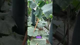 Você sabe qual é a Fórmula Secreta para Produzir Frutas Gigantes plantas agricultura agro [upl. by Cornelie230]