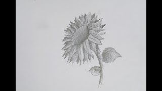 How to draw a realistic sunflower with easy shading [upl. by Kiran67]