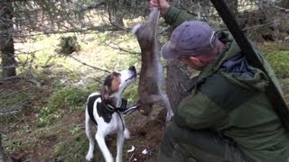 Hunting hare with Caro the norwegian Haldenhound [upl. by Hortense]