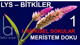 YKS BİTKİLER 1 Bitkisel Dokular Meristem Doku [upl. by Kevin]